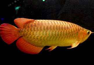 金龍魚(yú)能吃嗎？紅龍魚(yú)貴還是金龍魚(yú)貴