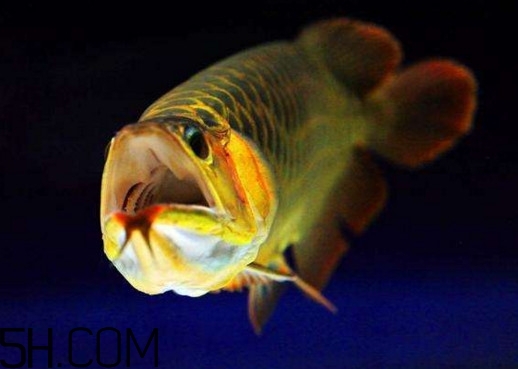 金龍魚有什么寓意？金龍魚有幾個(gè)品種