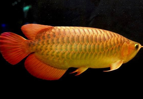 什么魚(yú)和金龍魚(yú)一起養(yǎng)好？金龍魚(yú)怎么養(yǎng)
