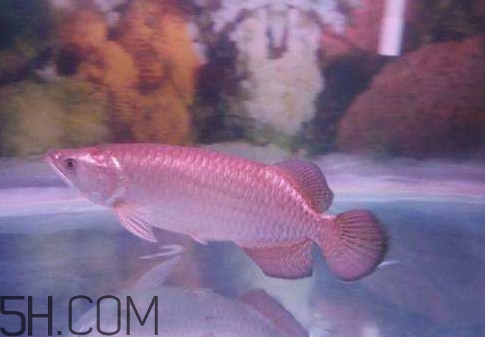 金龍魚是怎么繁殖？養(yǎng)金龍魚有什么講究
