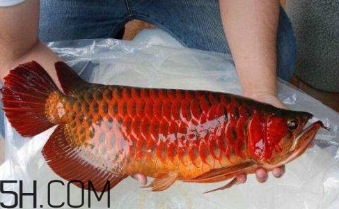 金龍魚能吃嗎？紅龍魚貴還是金龍魚貴