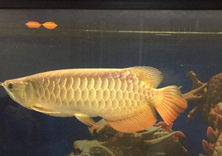 金龍魚(yú)是什么魚(yú)？金龍魚(yú)多少錢(qián)一條