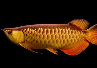 什么魚(yú)和金龍魚(yú)一起養(yǎng)好？金龍魚(yú)怎么養(yǎng)