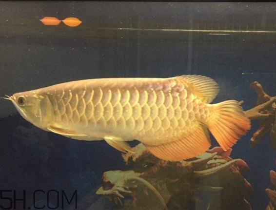 金龍魚是什么魚？金龍魚多少錢一條