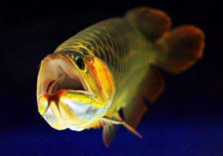 金龍魚(yú)有什么寓意？金龍魚(yú)有幾個(gè)品種