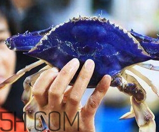 藍色梭子蟹可以吃嗎？梭子蟹蟹腿變藍可以吃嗎