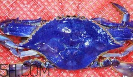 藍色梭子蟹可以吃嗎？梭子蟹蟹腿變藍可以吃嗎