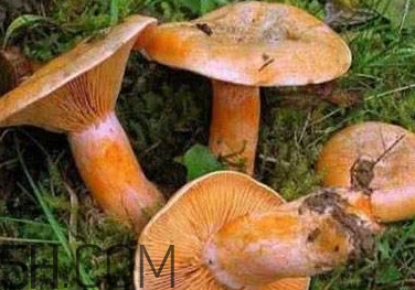 樅樹菌有點霉了能吃嗎？樅樹菌能和皮蛋一起吃嗎
