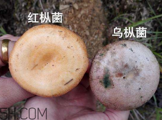 重陽(yáng)菌燉久了營(yíng)養(yǎng)會(huì)流失嗎？重陽(yáng)菌長(zhǎng)霉還能吃嗎
