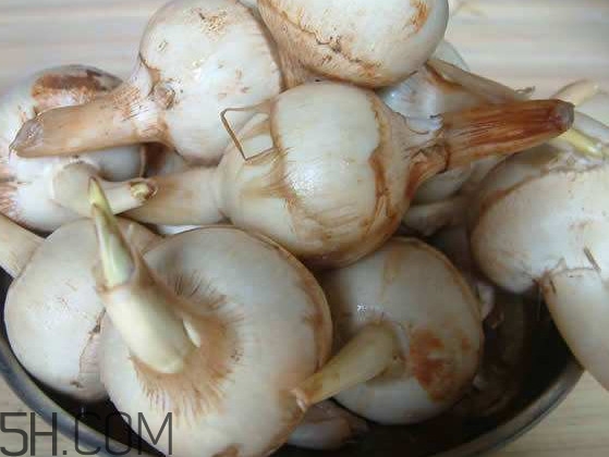慈菇是發(fā)物嗎？慈菇是馬蹄嗎