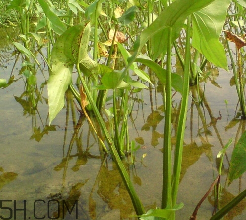 慈菇什么時(shí)候種？慈菇什么季節(jié)有