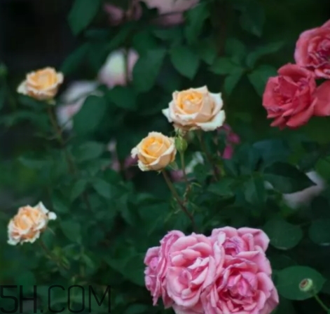 香水工坊茶玫瑰tea rose好聞嗎？tea rose香水有假貨嗎？