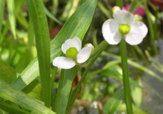 慈菇什么時(shí)候種？慈菇什么季節(jié)有
