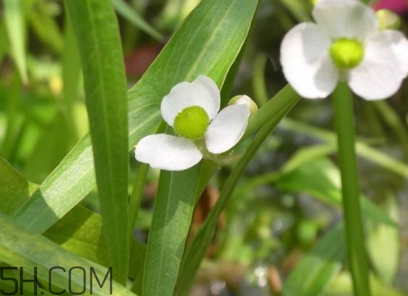 慈菇什么時(shí)候種？慈菇什么季節(jié)有