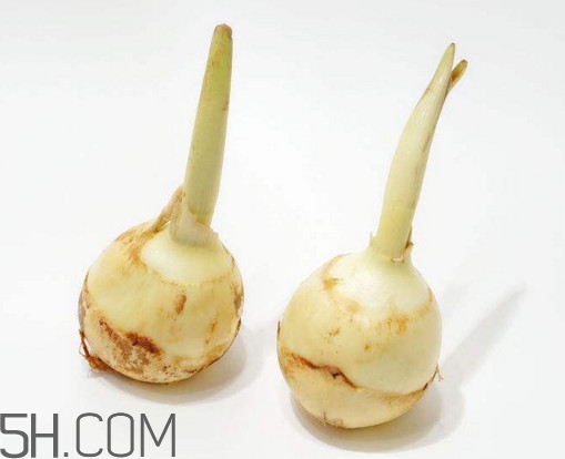 慈菇什么時(shí)候種？慈菇什么季節(jié)有