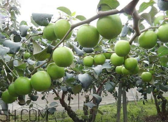 青棗核可以種嗎？青棗種植方法及管理