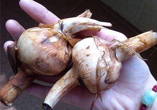 慈菇是什么？慈菇怎么吃