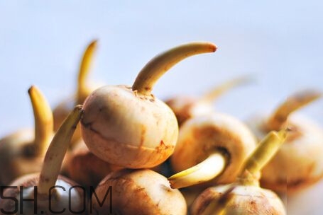 慈菇是什么？慈菇怎么吃