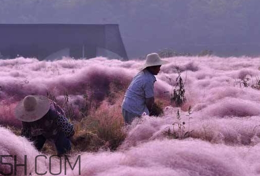 粉黛亂子是什么植物？粉黛亂子草花語