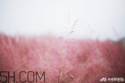粉黛亂子是什么植物？粉黛亂子草花語