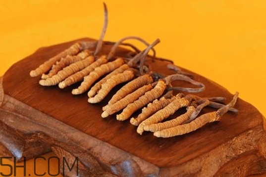 冬蟲(chóng)夏草是動(dòng)物還是植物？冬蟲(chóng)夏草是藥食同源嗎