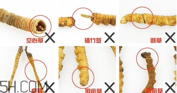 冬蟲(chóng)夏草有假的嗎？冬蟲(chóng)夏草不抗癌