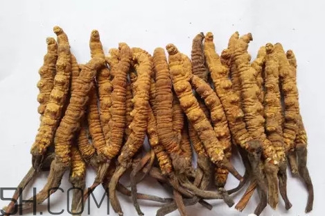 冬蟲夏草真的冬天是蟲夏天是草嗎？冬蟲夏草是怎么長成