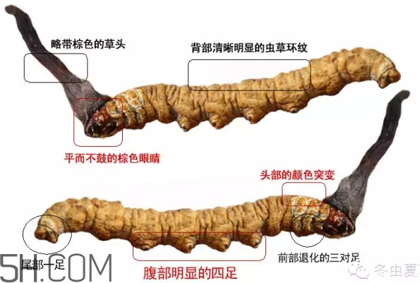 冬蟲夏草怎么保存？冬蟲夏草怎么挑選