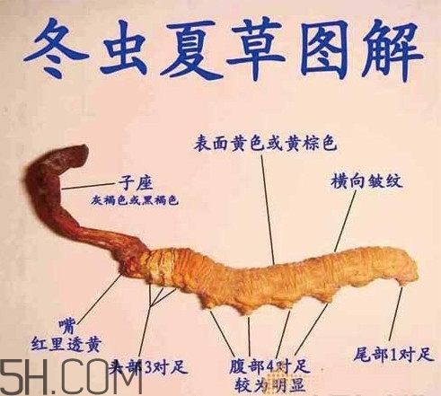 冬蟲(chóng)夏草是動(dòng)物還是植物？冬蟲(chóng)夏草是藥食同源嗎