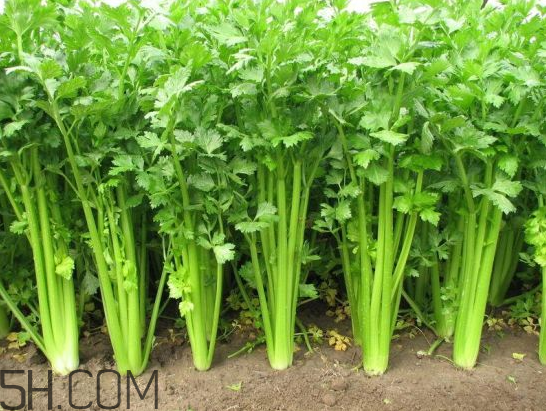 吃什么食物會導(dǎo)致失眠？睡前吃巧克力會導(dǎo)致失眠嗎？