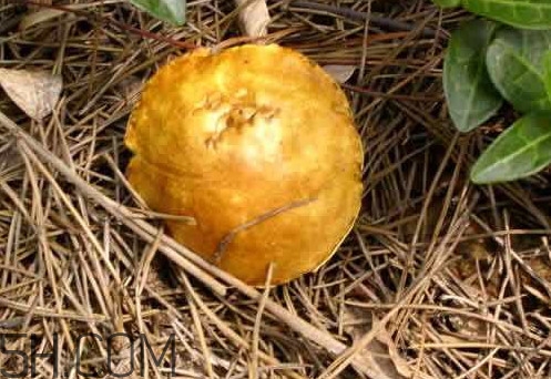 松菇怎么清洗？松菇不能和什么一起吃