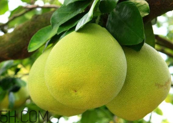 文旦怎么保存？文旦是哪個(gè)地方的特產(chǎn)