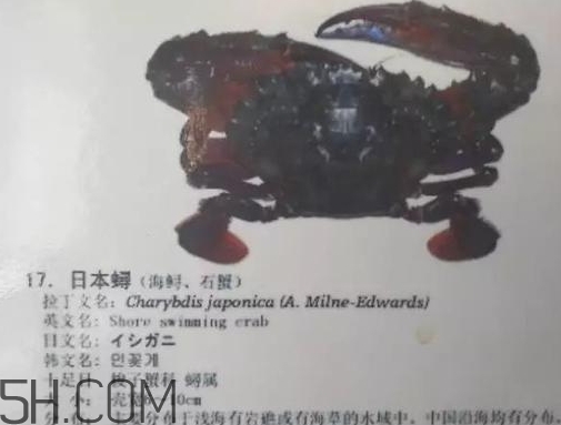 海虹蟹和梭子蟹哪個(gè)好？海虹蟹和梭子蟹的區(qū)別
