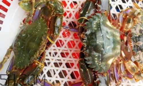 海虹蟹好吃嗎？海虹蟹多少錢一斤