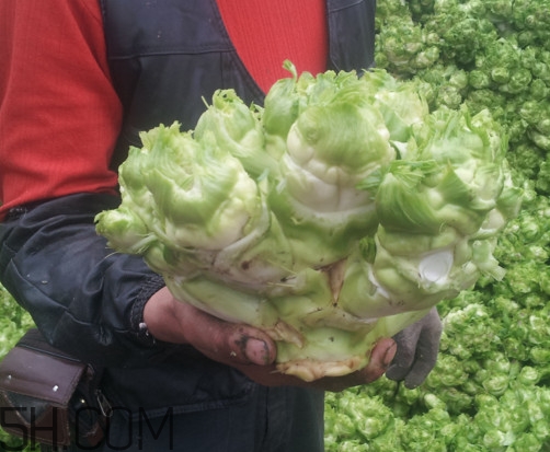 兒菜怎么種？兒菜怎么腌制