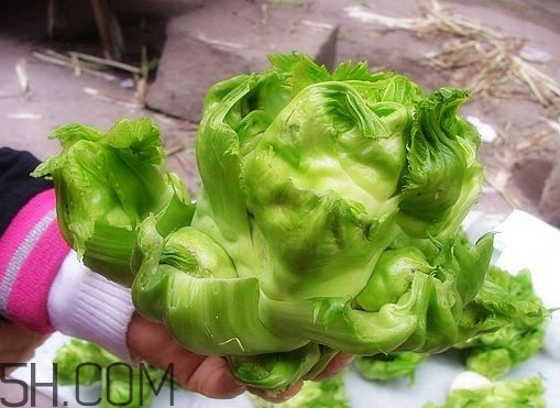 兒菜怎么種？兒菜怎么腌制