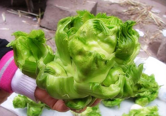 兒菜怎么種？兒菜怎么腌制