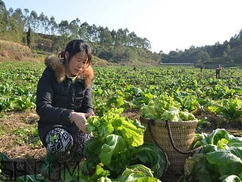 兒菜怎么種？兒菜怎么腌制
