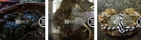 菜蟹是什么蟹？菜蟹的營養(yǎng)價(jià)值與功效