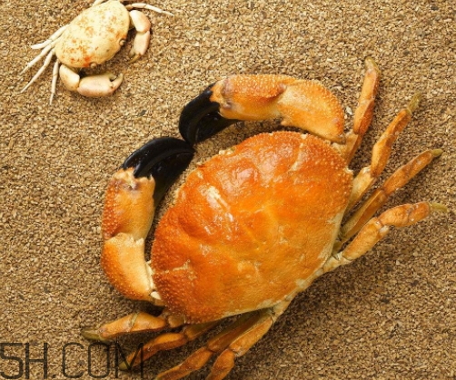 菜蟹是什么蟹？菜蟹的營養(yǎng)價(jià)值與功效