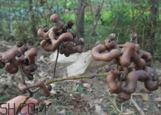 雞爪梨泡酒是喝酒還是吃果實(shí)嗎？雞爪梨的營(yíng)養(yǎng)價(jià)值