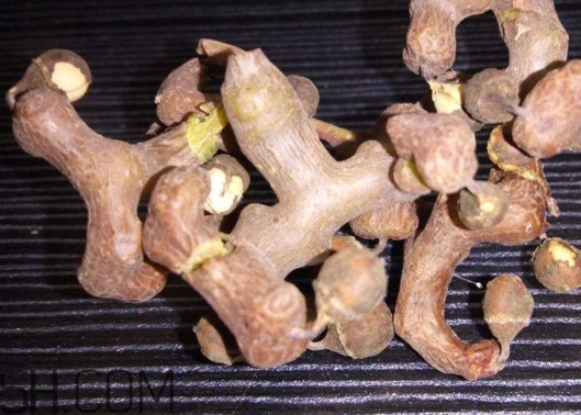 雞爪梨解酒是真的嗎？雞爪梨種下幾年能開花結(jié)果