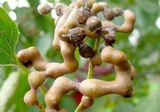 雞爪梨解酒是真的嗎？雞爪梨種下幾年能開(kāi)花結(jié)果