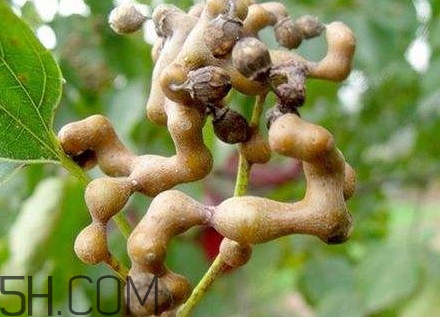 雞爪梨解酒是真的嗎？雞爪梨種下幾年能開花結(jié)果