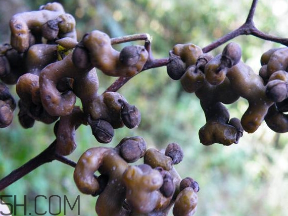 雞爪梨泡酒是喝酒還是吃果實(shí)嗎？雞爪梨的營(yíng)養(yǎng)價(jià)值
