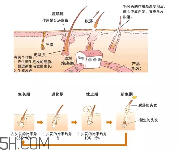 禿頂了還能長出頭發(fā)嗎？禿頂和性欲太強是不是有關