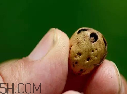 南酸棗可以泡酒嗎？南酸棗果核有什么功效