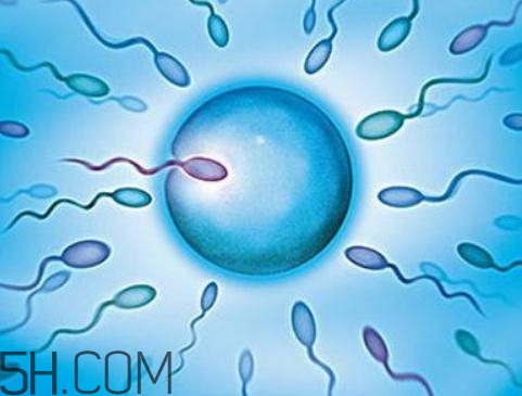 無(wú)精癥吃什么可以生精？無(wú)精癥吃生精片管用嗎？