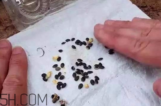 百香果的皮有什么作用？百香果籽可以種嗎