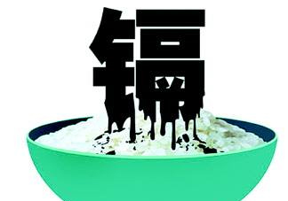 鎘污染會(huì)導(dǎo)致什么?。拷鞔竺诪楹螘?huì)鎘污染